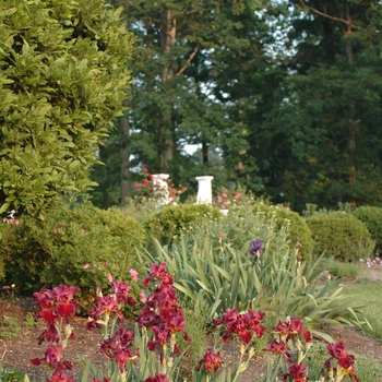 Iris germanica 'Red Hawk' (032816)