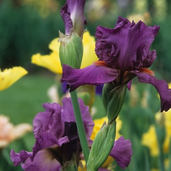 Iris germanica 'Sheer Ecstasy' (032832)