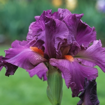 Iris germanica 'Sheer Ecstasy' (032833)