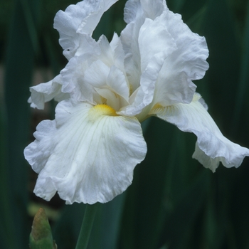 Iris germanica 'Snow Parsol' (032843)