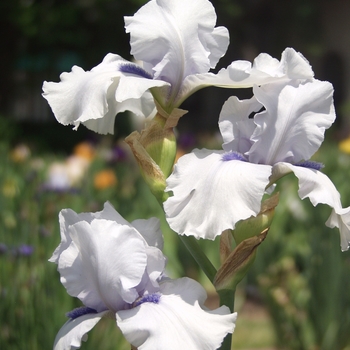 Iris germanica 'Song of Norway' (032846)