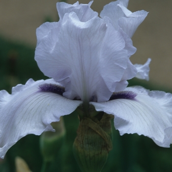 Iris germanica 'Song of Norway' (032847)