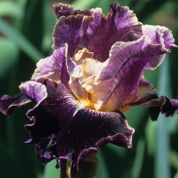 Iris 'Spirit World' (032850)