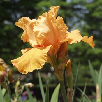 Iris germanica 'Voltage' (032883)