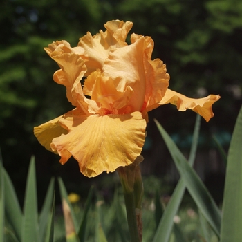 Iris germanica 'Voltage' (032884)