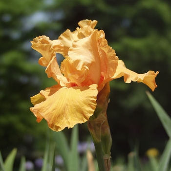 Iris germanica 'Voltage' (032885)