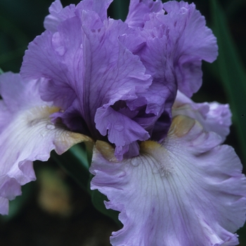 Iris germanica 'Wishful Thinking' (032894)