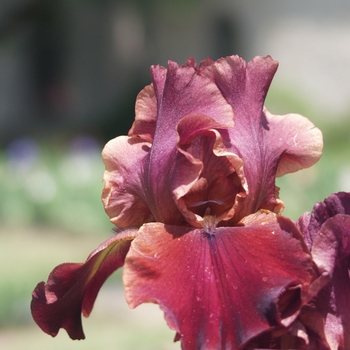 Iris germanica 'Classic Bourdeux' (032920)