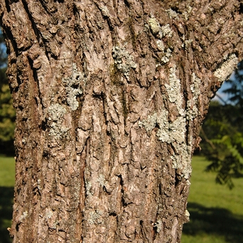 Juglans cordiformis 'Rhodes' (032941)