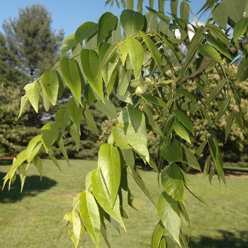 Juglans cordiformis 'Rhodes' (032942)