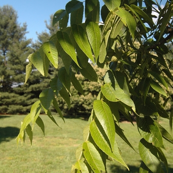 Juglans cordiformis 'Rhodes' (032943)