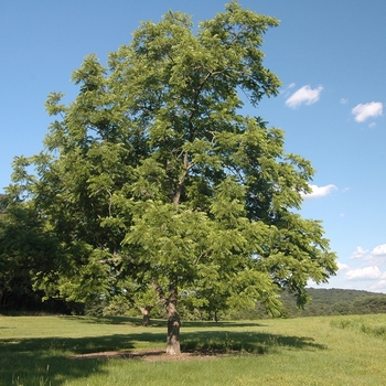 Juglans nigra 'Cornell' (032948)