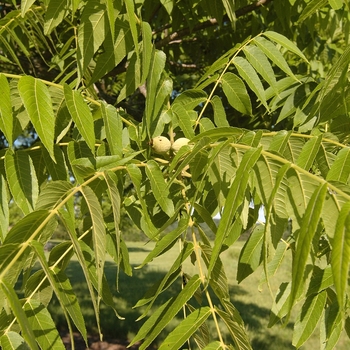 Juglans nigra 'Cornell' (032950)