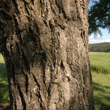 Juglans nigra 'Cornell' (032951)