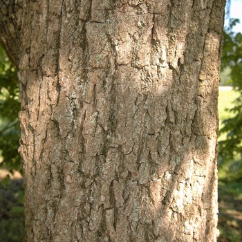 Juglans nigra 'Elmer Meyers' (032952)