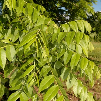 Juglans nigra 'Elmer Meyers' (032953)