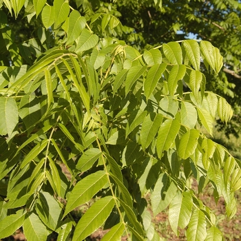 Juglans nigra 'Elmer Meyers' (032954)