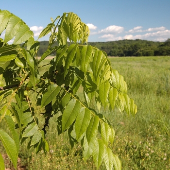 Juglans nigra 'Elmer Meyers' (032955)