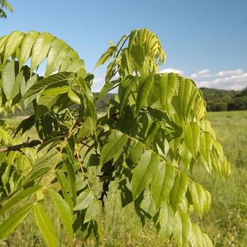 Juglans nigra 'Elmer Meyers' (032956)