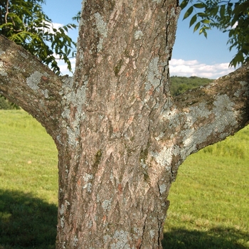 Juglans nigra 'Ohio' (032958)