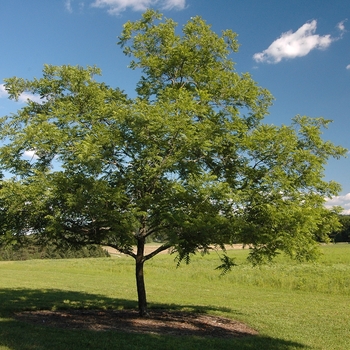 Juglans nigra 'Ohio' (032960)