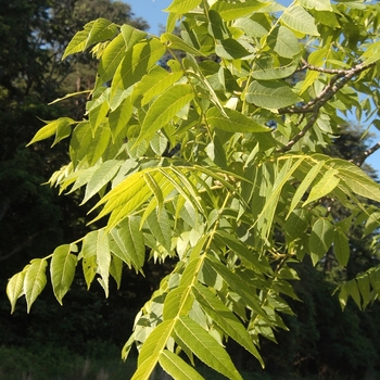 Juglans nigra 'Stambaugh' (032961)