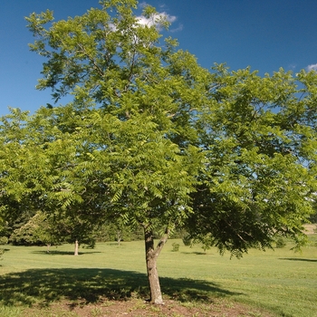 Juglans nigra 'Stambaugh' (032963)