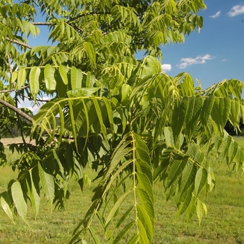 Juglans nigra 'Thomas Black' (032964)