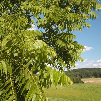 Juglans nigra 'Thomas Black' (032965)