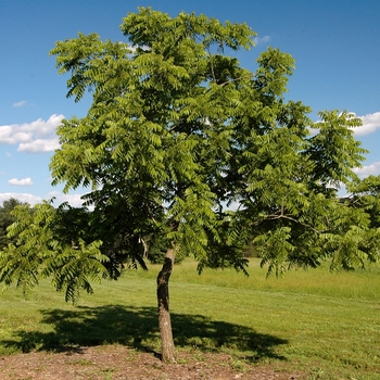 Juglans nigra 'Thomas Black' (032967)