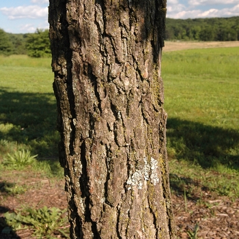 Juglans nigra 'Thomas Black' (032968)