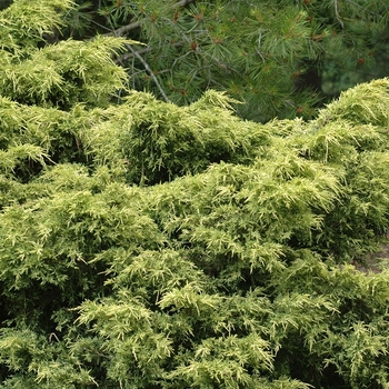 Juniperus chinensis 'Golden Glow' (032980)