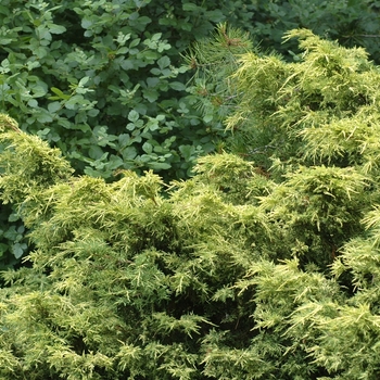 Juniperus chinensis 'Golden Glow' (032981)