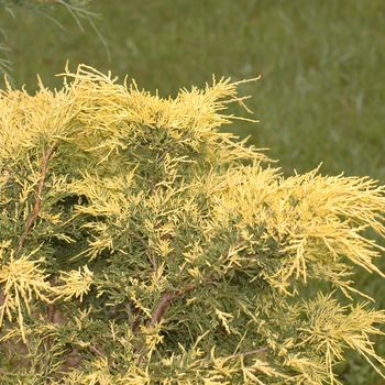 Juniperus chinensis 'Golden Glow' (032983)