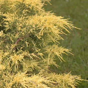 Juniperus chinensis 'Golden Glow' (032985)