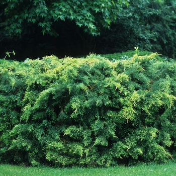 Juniperus chinensis 'Saybrook Gold' (033009)