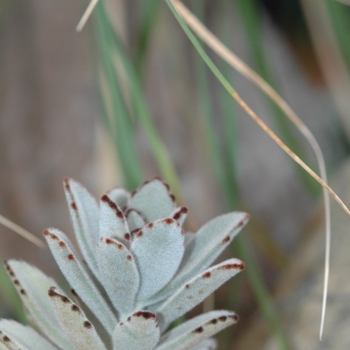 Kalanchoe tomentosa '' (033069)