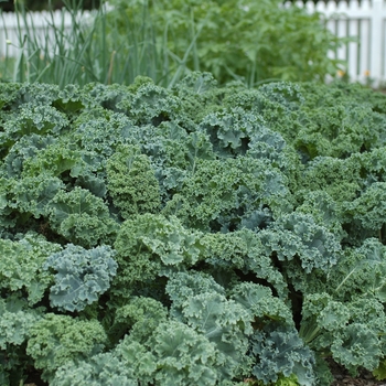 Brassica oleracea var. acephala '' (033071)