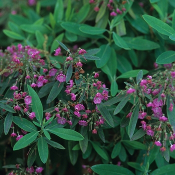 Kalmia angustifolia 'Hammonasset' (033076)