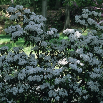 Kalmia latifolia '' (033080)