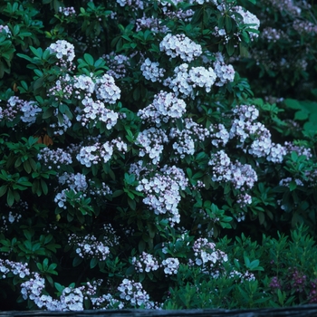 Kalmia latifolia '' (033081)