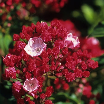 Kalmia latifolia '' (033082)