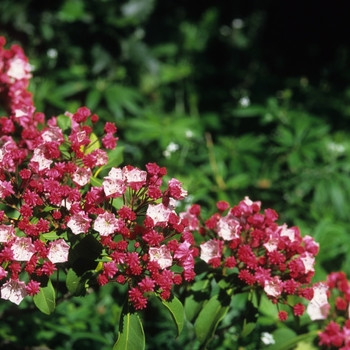 Kalmia latifolia '' (033083)