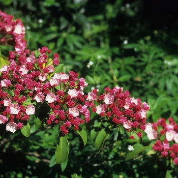 Kalmia latifolia '' (033084)