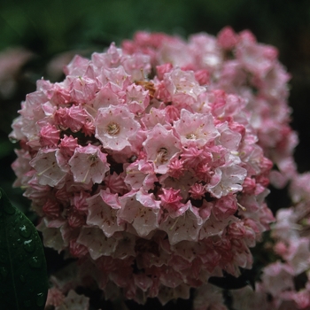 Kalmia latifolia 'Bay State' (033089)