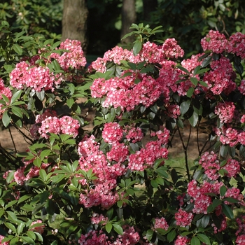 Kalmia latifolia 'Bay State' (033090)