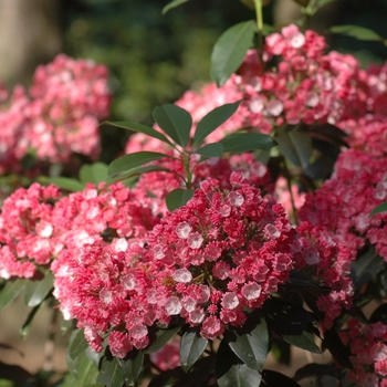 Kalmia latifolia 'Bay State' (033091)