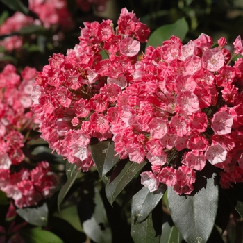 Kalmia latifolia 'Bay State' (033092)