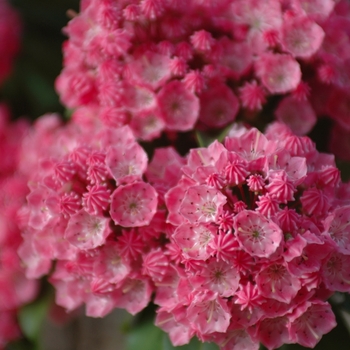 Kalmia latifolia 'Sarah' (033099)