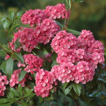 Kalmia latifolia 'Sarah' (033100)